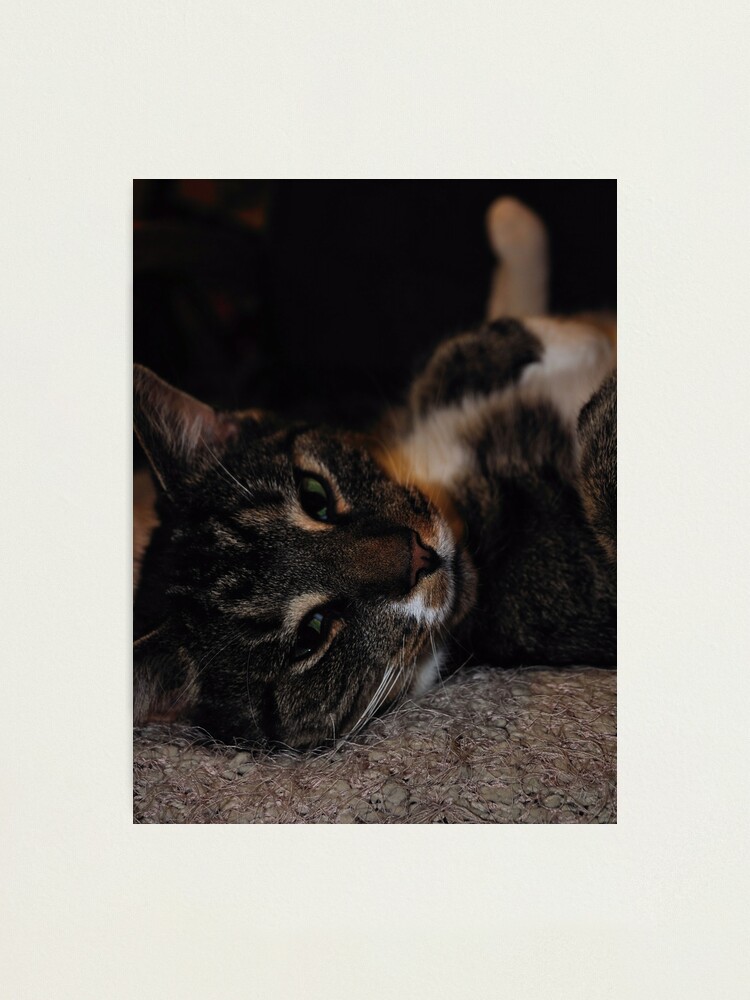 Alternate view of Mr Dribbles Plays Coy Photographic Print