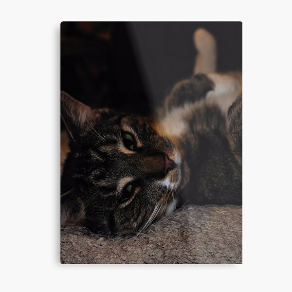 Mr Dribbles Plays Coy Metal Print