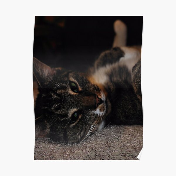 Mr Dribbles Plays Coy Poster