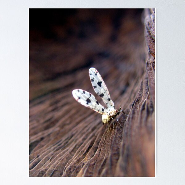 Item preview, Spotted Snow-drop, Derbid Plant Hopper designed and sold by Carla Wick/Jandelle Petters.