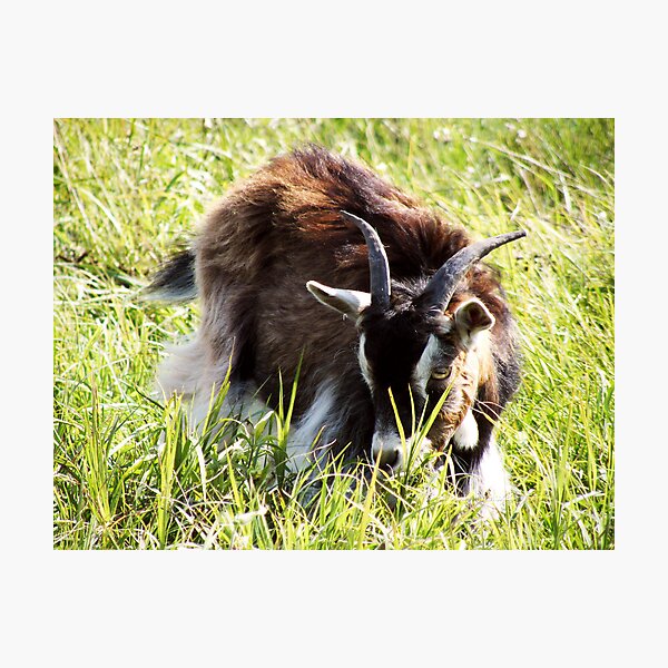 A Munch in the Sun Photographic Print