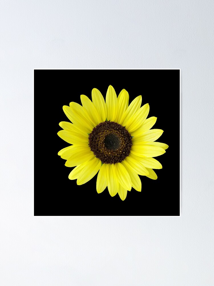 Thumbnail 1 of 3, Poster, Sunflower designed and sold by feiermar.