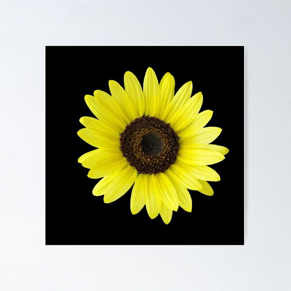Item preview, Sunflower designed and sold by feiermar.