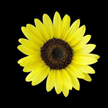 Artwork thumbnail, Sunflower by feiermar