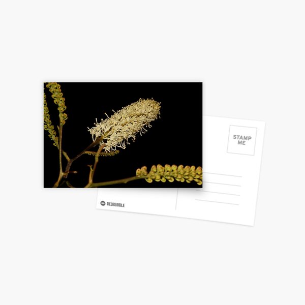 Item preview, Grevillea flexuosa designed and sold by andrachne.