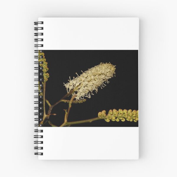 Item preview, Grevillea flexuosa designed and sold by andrachne.