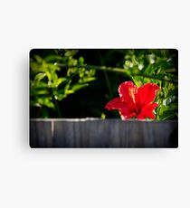 Over the Fence Canvas Print