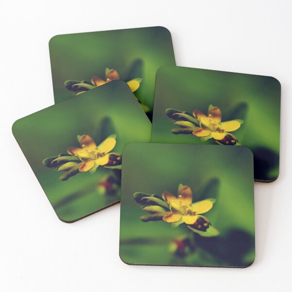 Item preview, Canada St. John's-wort designed and sold by Kathleen Daley.