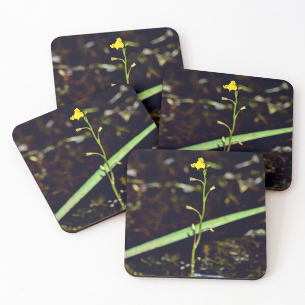 Item preview, Intermediate Bladderwort designed and sold by Kathleen Daley.
