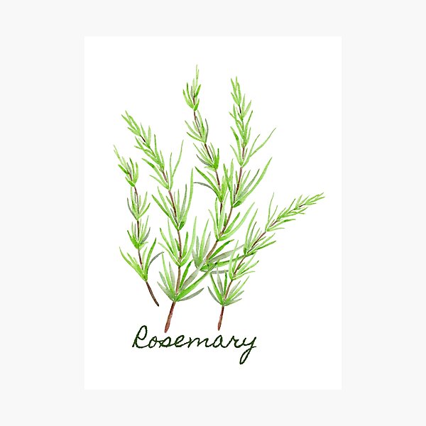 Watercolour herb sprig of rosemary Photographic Print