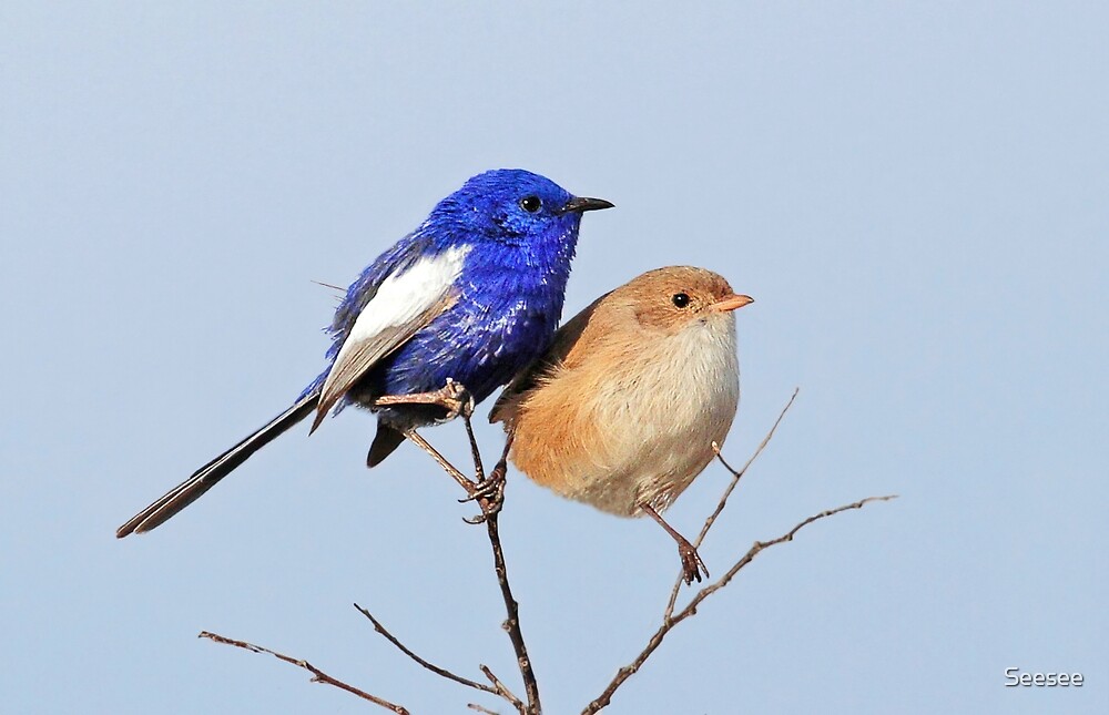 "Male And Female White-winged Fairy-wrens B" By Seesee | Redbubble