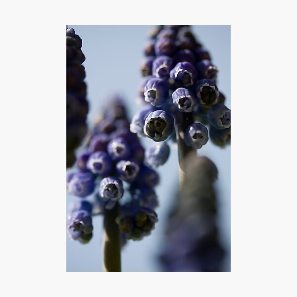 Aperçu de l'œuvre Hyacinth créée et vendue par ChrisSinn.