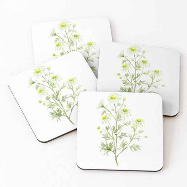 Item preview, Botanical illustration of herb Chamomile in white flowers designed and sold by cornercroft.