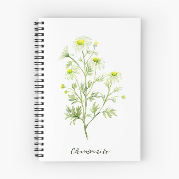 Item preview, Botanical illustration of herb Chamomile in white flowers designed and sold by cornercroft.