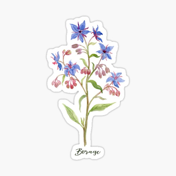 Borage Flower Sticker Sheet — Studio Chamisa
