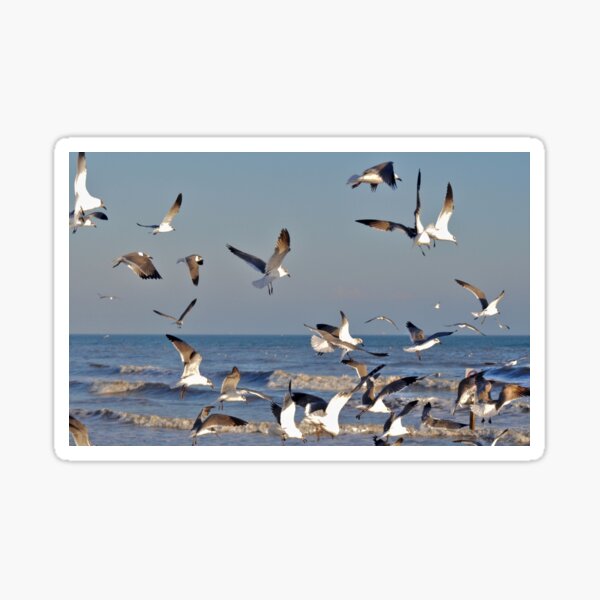 Item preview, Seagulls designed and sold by Savannah Gibbs.