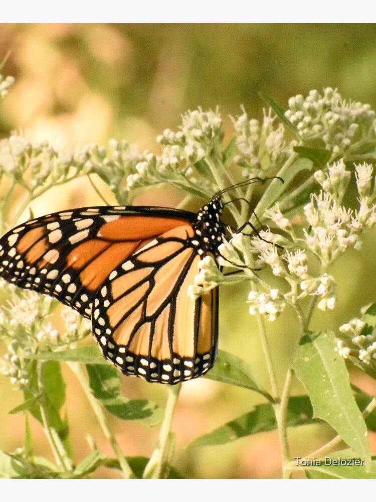 Monarch butterfly on white flowers by ToniaDelozier