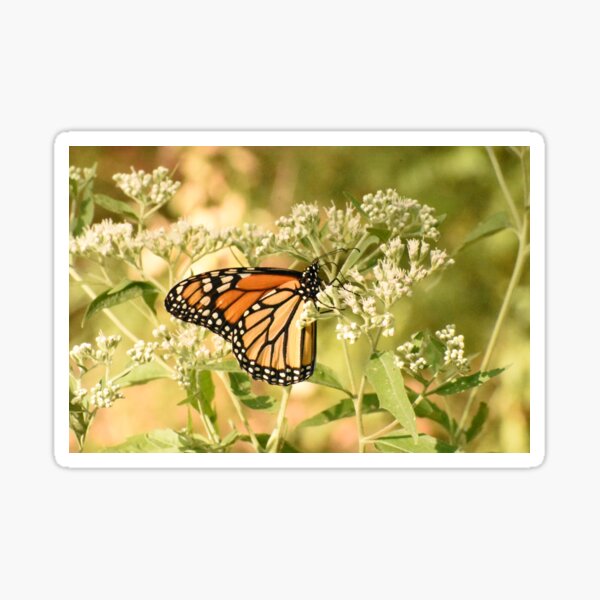 Item preview, Monarch butterfly on white flowers designed and sold by Tonia Delozier's Photography .