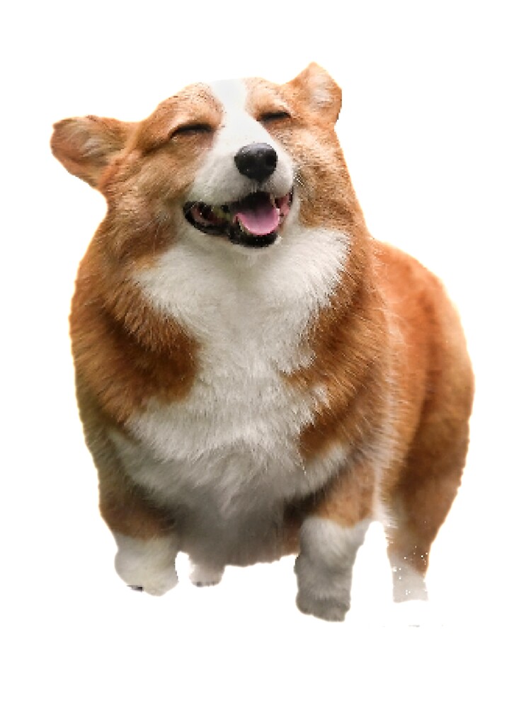 Insane corgi 2024