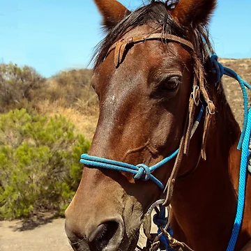Artwork thumbnail, Ready To Ride by heatherfriedman