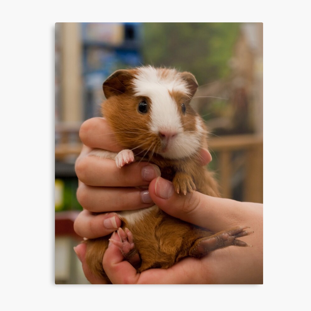 Impression Photo Poignee De Bebe Cochon D Inde Par Arianamurphy Redbubble