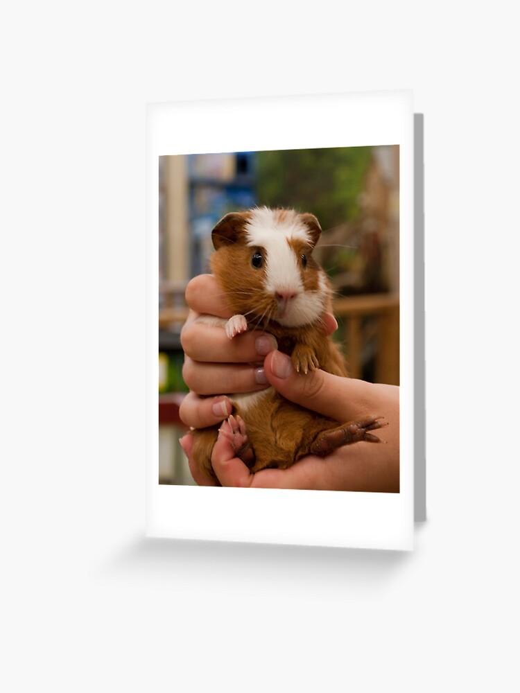 Carte De Vœux Poignee De Bebe Cochon D Inde Par Arianamurphy Redbubble