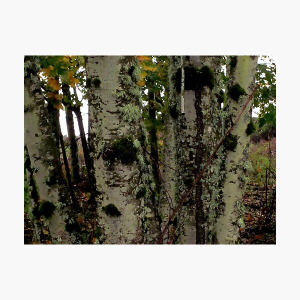 Item preview, birch in misty rain designed and sold by Patricia  Butler.