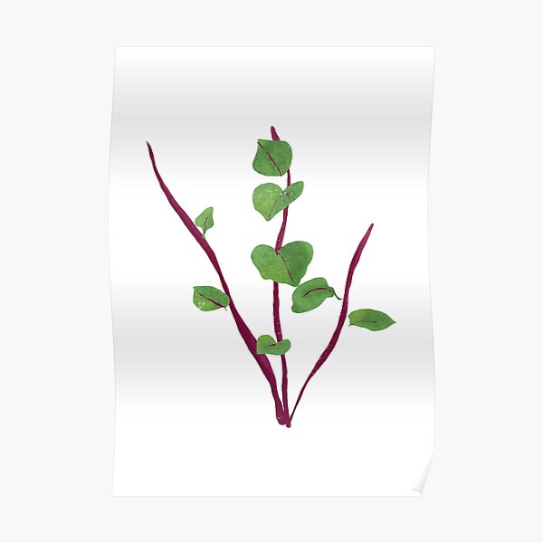 "Malabar Spinach (Ceylon Spinach) Illustration" Poster for Sale by