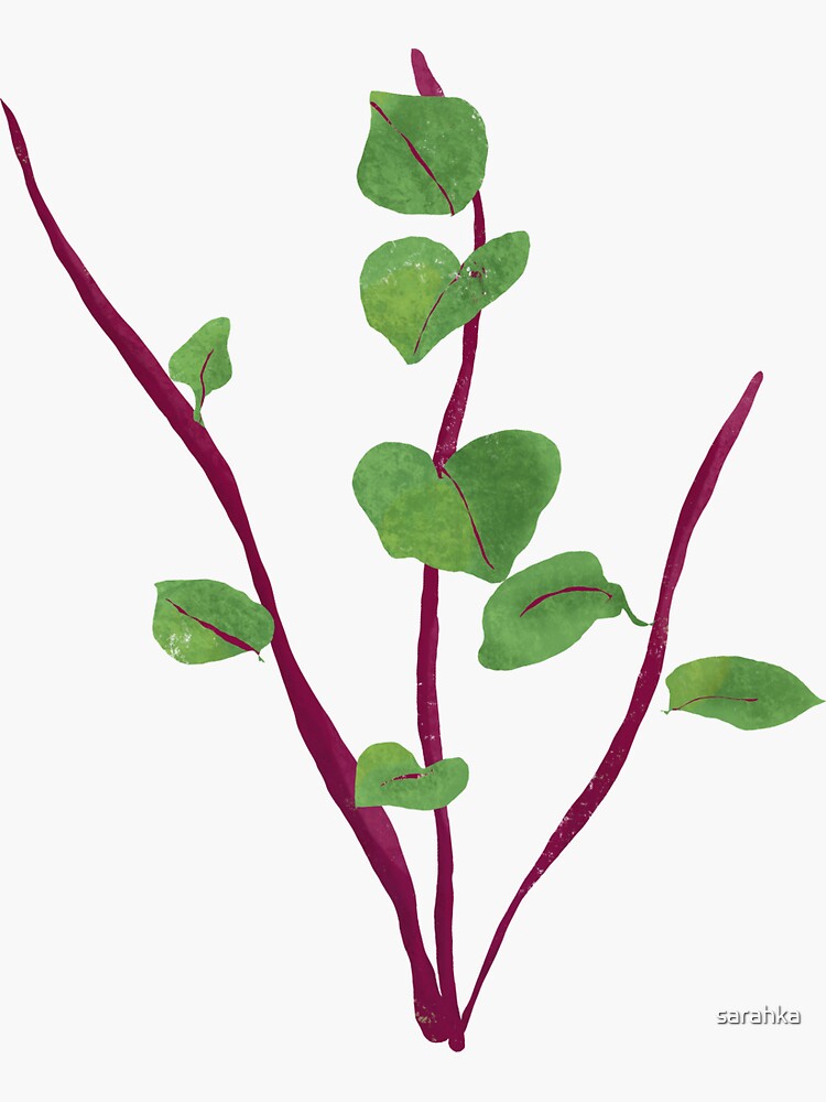"Malabar Spinach (Ceylon Spinach) Illustration" Sticker by sarahka