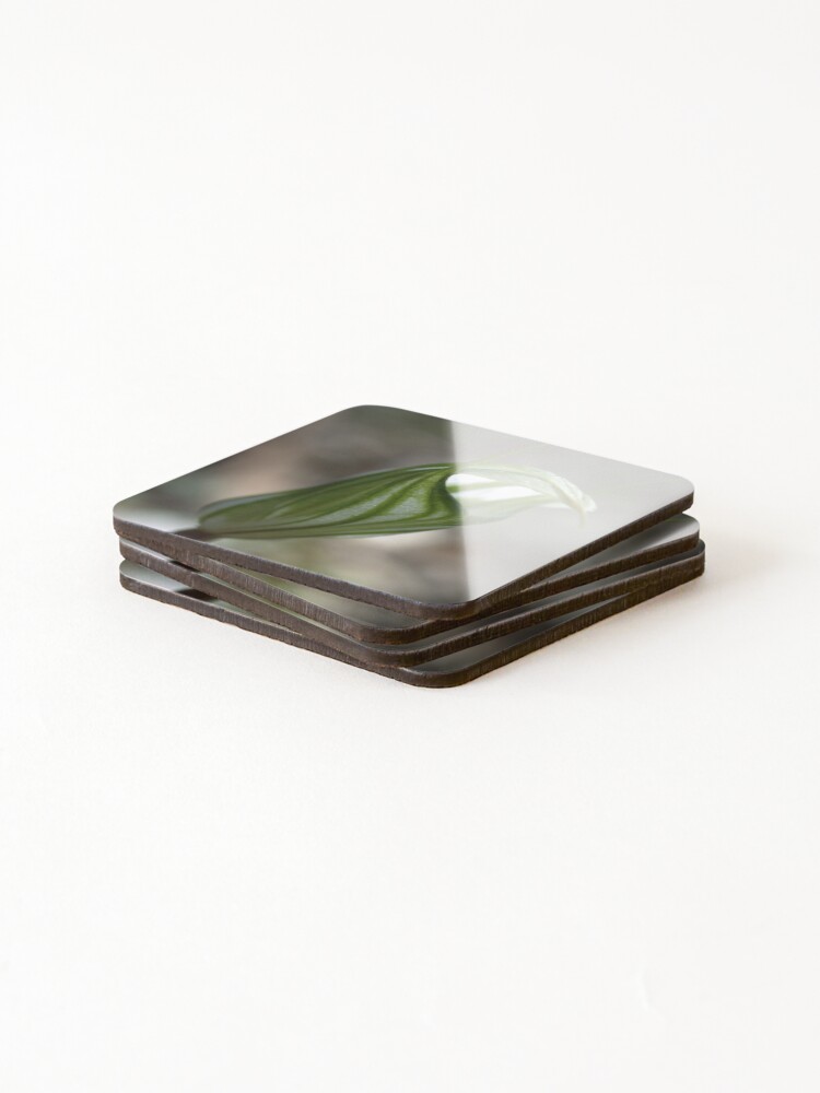 Thumbnail 4 of 5, Coasters (Set of 4), Large Shell designed and sold by fuzzi.