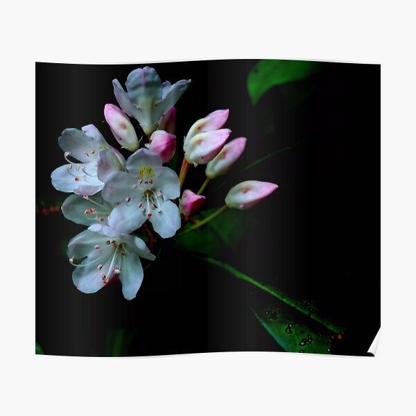 Mountain Laurel Poster