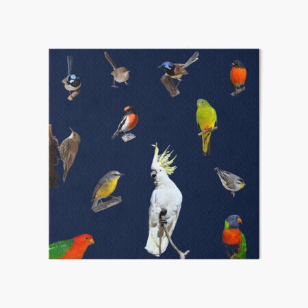 Australian Woodland Birds 5 Art Board Print