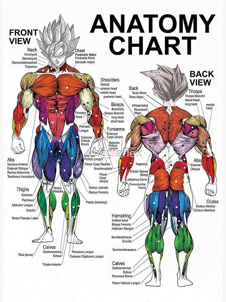 Discover Saiyan Anatomy Chart - Muscle Diagram - Anime Workout Premium Matte Vertical Poster