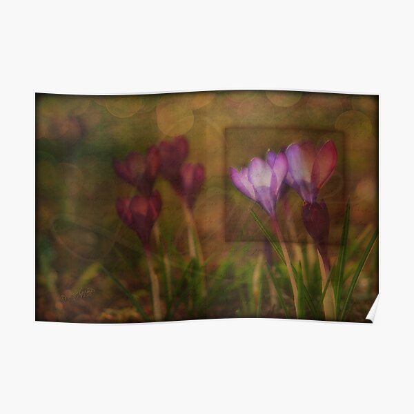 When the Light Paints the Flowers Poster