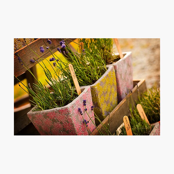 Fragrance for Sale Photographic Print
