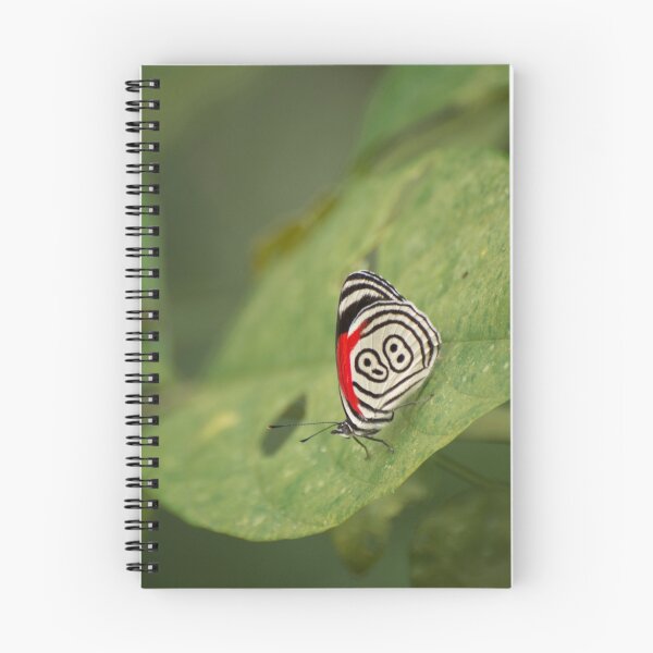 Item preview, Butterfly with nice wing design designed and sold by Philippe Widling.