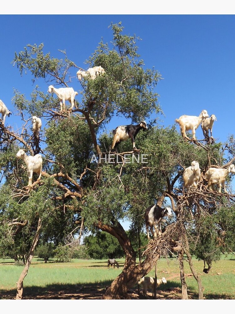 goats in trees by AHELENE