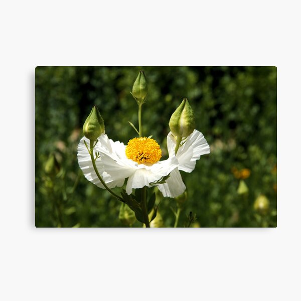 A Flower For You Canvas Print