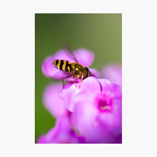 Hoverfly Macro Photographic Print