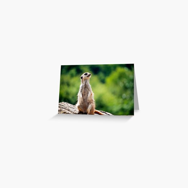 Meerkat Greeting Card
