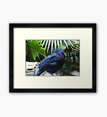 Victoria Crowned Pigeon Framed Print
