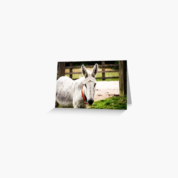 White Donkey Greeting Card