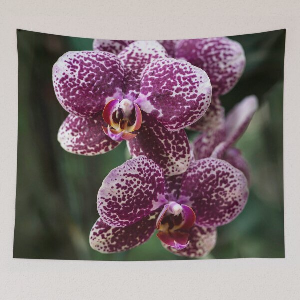 Item preview, Violet and white orchids designed and sold by JBlaminsky.