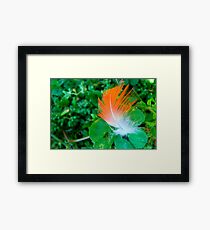 a feathers touch Framed Print