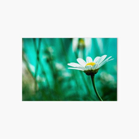 Daisy Art Board Print