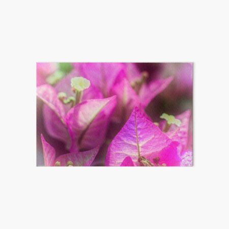 Pink Bougainvillea Flowers Art Board Print