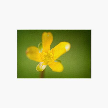 Buttercup Art Board Print