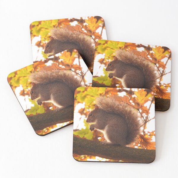 Squirrel eating Coasters (Set of 4)