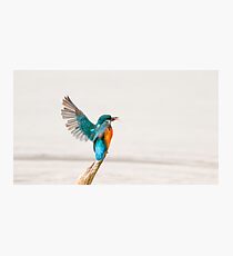 Alighting Kingfisher Photographic Print