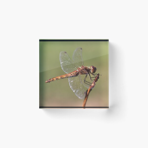 Item preview, Vagrant Darter designed and sold by cuprum.